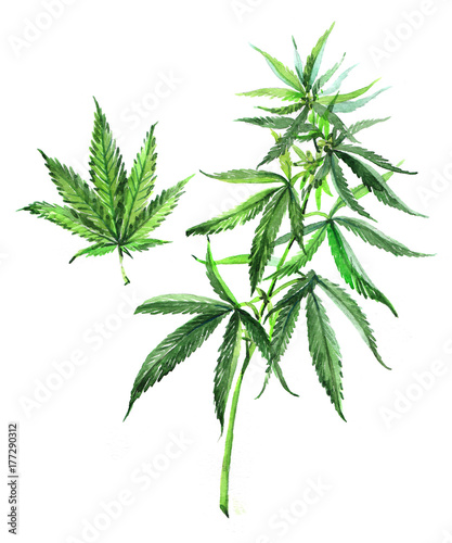 A branch of cannabis. Leaf of Cannabis.  Watercolor illustration isolated on white background.