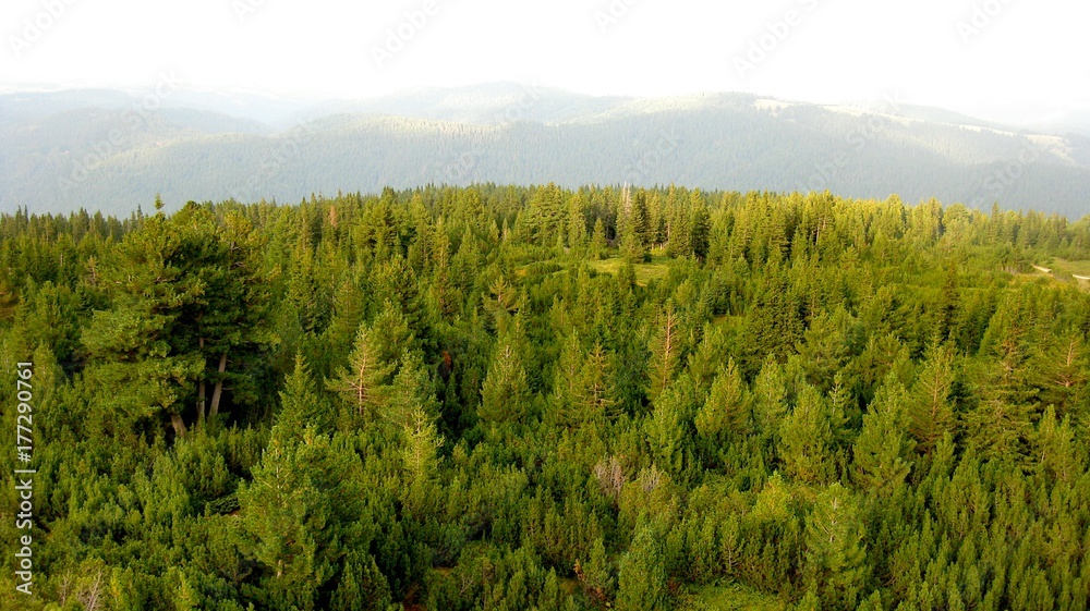 Forest from height, green wood, the pines