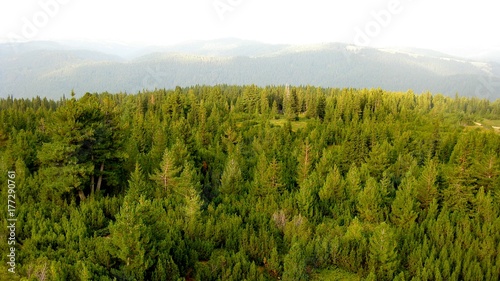Forest from height, green wood, the pines