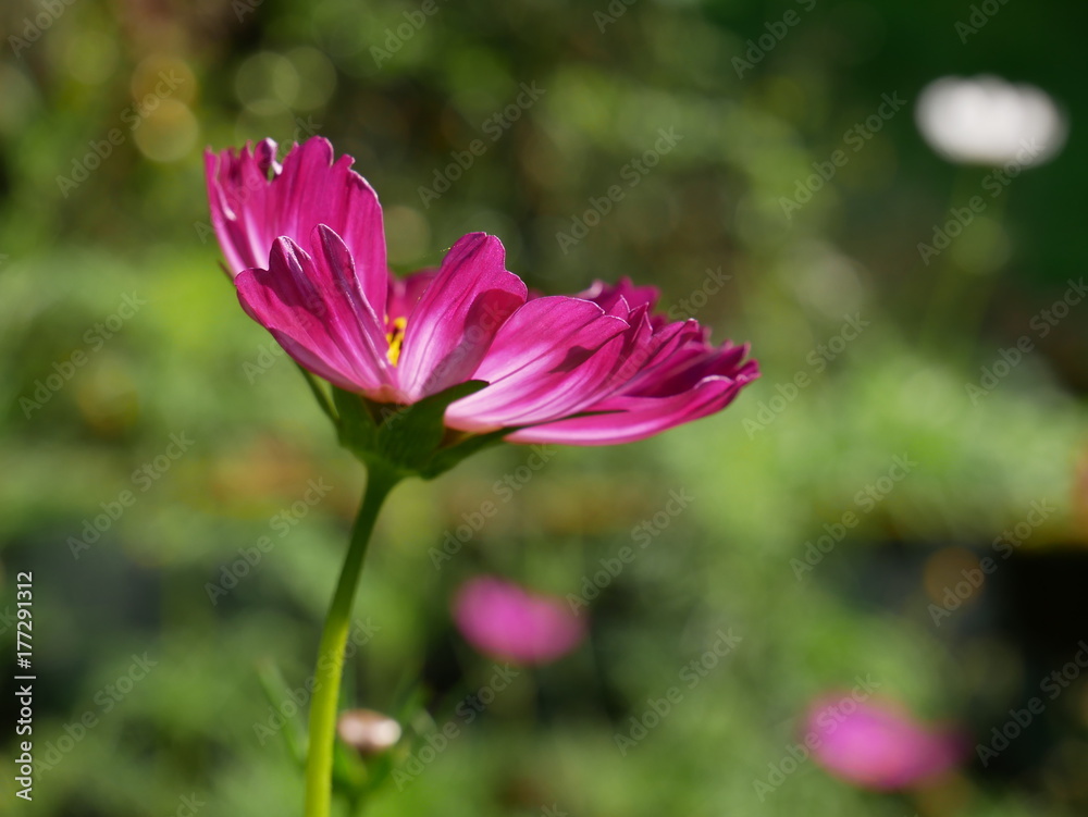 Sommerblume