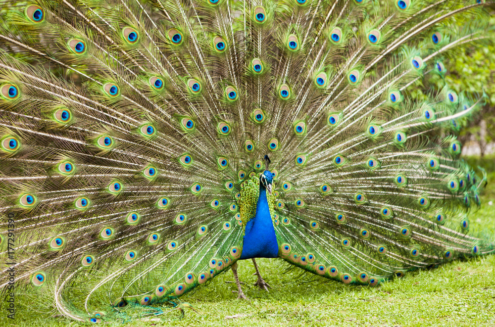 Naklejka premium Peacock with feathers out, pavlin bird, blue and green colour feathers, fluff tail. macro portrait