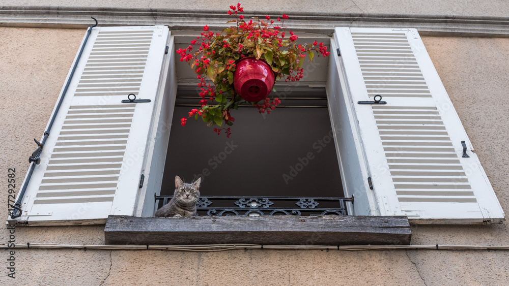 custom made wallpaper toronto digitalKatze blickt auf Cognac