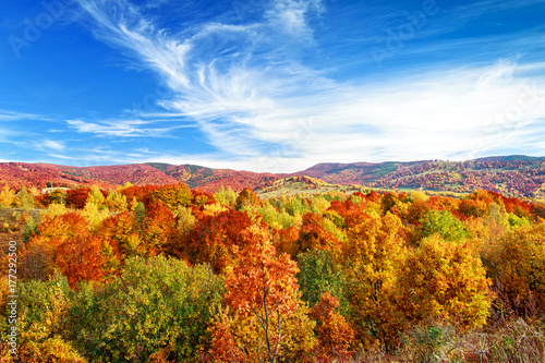 Autumn forest landscape