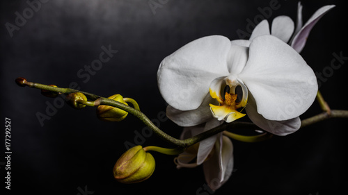 Close up of white orchid