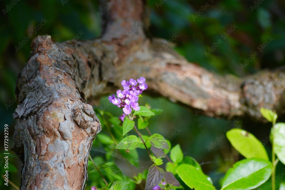 Fototapeta premium Dry Creek Garden