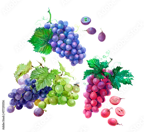  Bunch of pink grapes with cut berries and green leaves. Watercolor illustration isolated on white background isolated on white background.