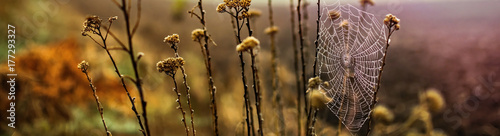 Foggy autumn field with dry wild herbs. Blurred Background