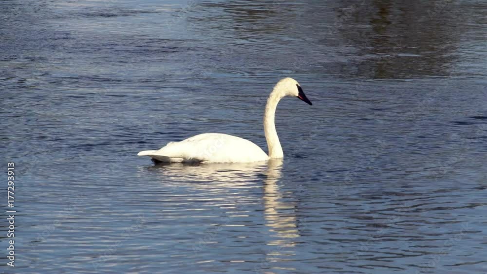 Swan floating on river diving for food Swan floating on river diving for food