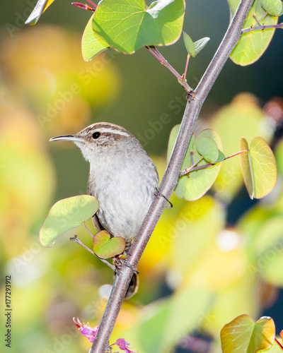 Bewick's Wren  with Leaves photo