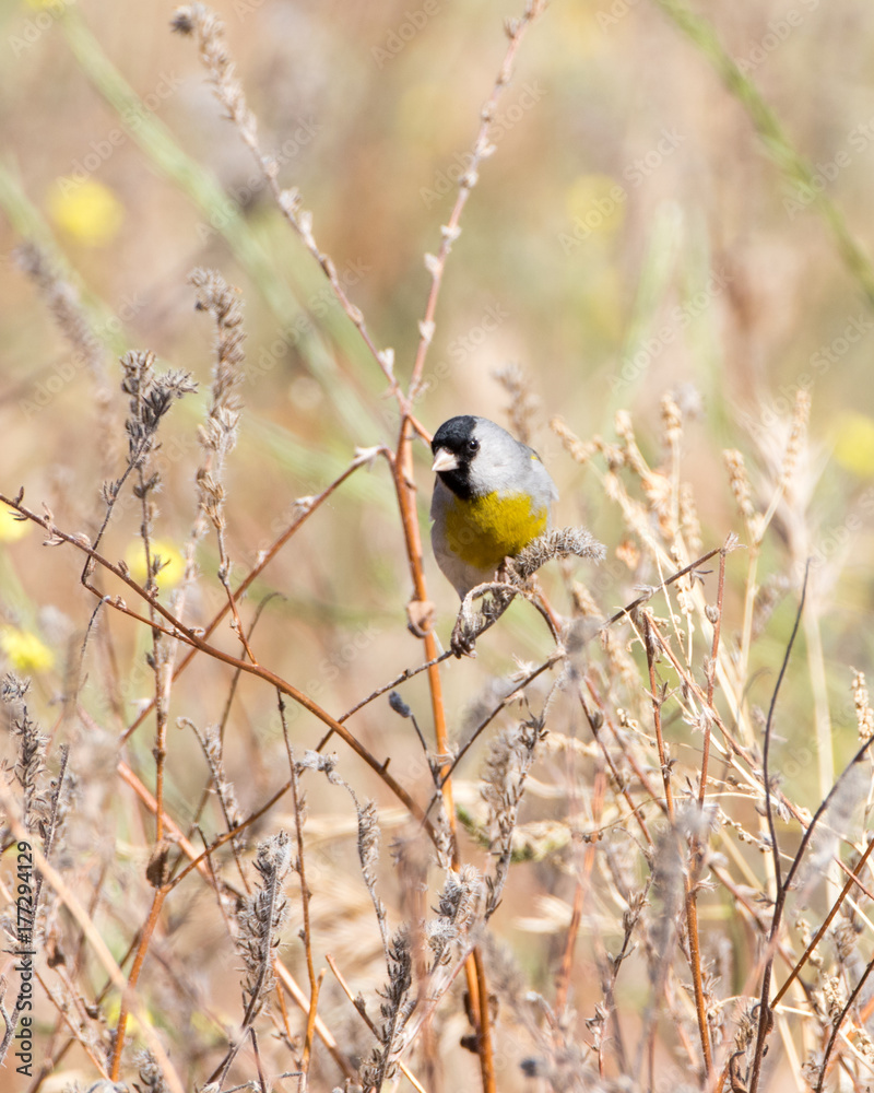 Fototapeta premium Lawrence's Goldfinch