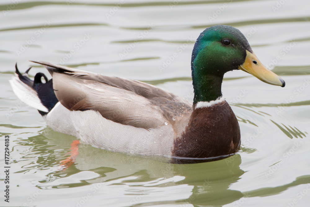 Fototapeta premium Mallard Male