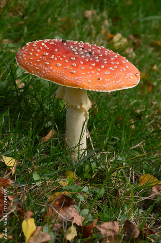 Fly agaric toadstool on a lawn, this is a very poisonous toadstool.