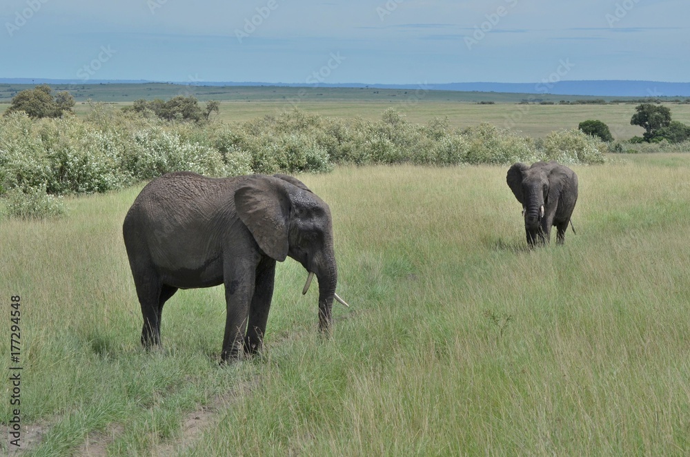 éléphants gris d'Afrique dans la savane du Parc Masaï Mara au Kenya