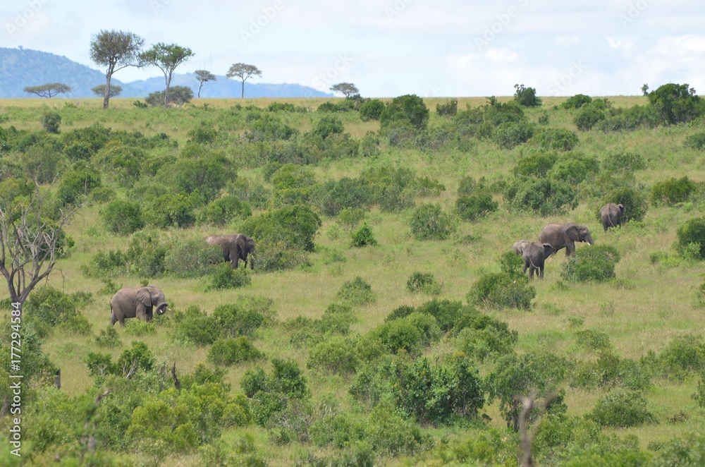 Troupeau d'éléphants gris d'Afrique avançant dans la savane du Parc Masaï Mara au Kenya