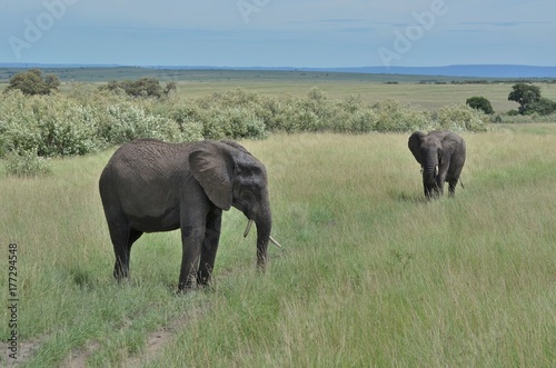 éléphants gris d'Afrique dans la savane du Parc Masaï Mara au Kenya © Didier San Martin