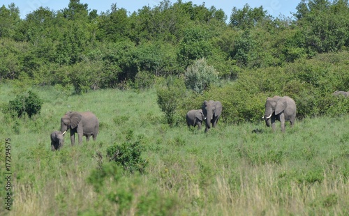 Troupeau d'éléphants gris d'Afrique dans la savane du Parc Masaï Mara au Kenya