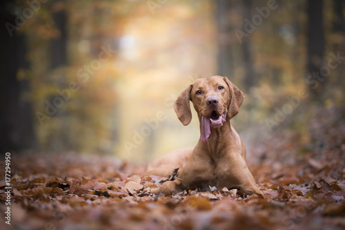 Fototapeta Naklejka Na Ścianę i Meble -  Hungarian hound dog in autumn time