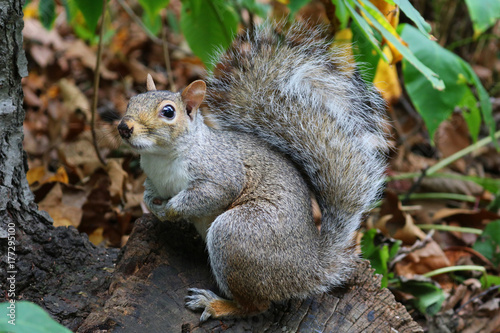 squirrel