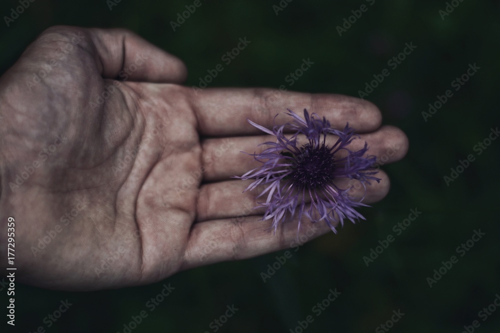Fioletowy kwiat na dłoni - obrazy, fototapety, plakaty 