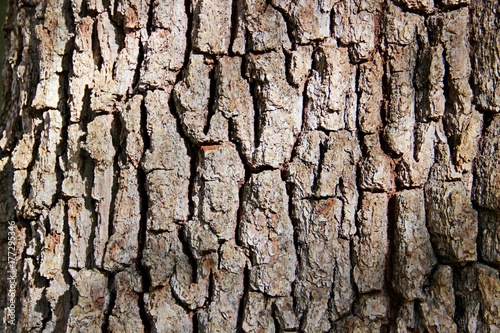 green bark texture © stava