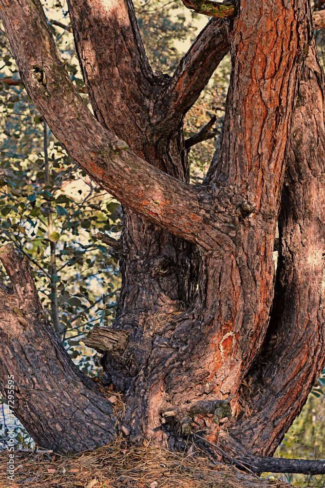Fototapeta premium forest004