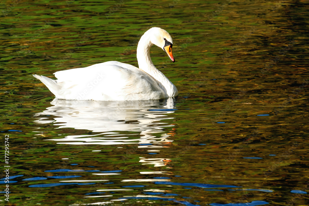 Naklejka premium Der Schwan