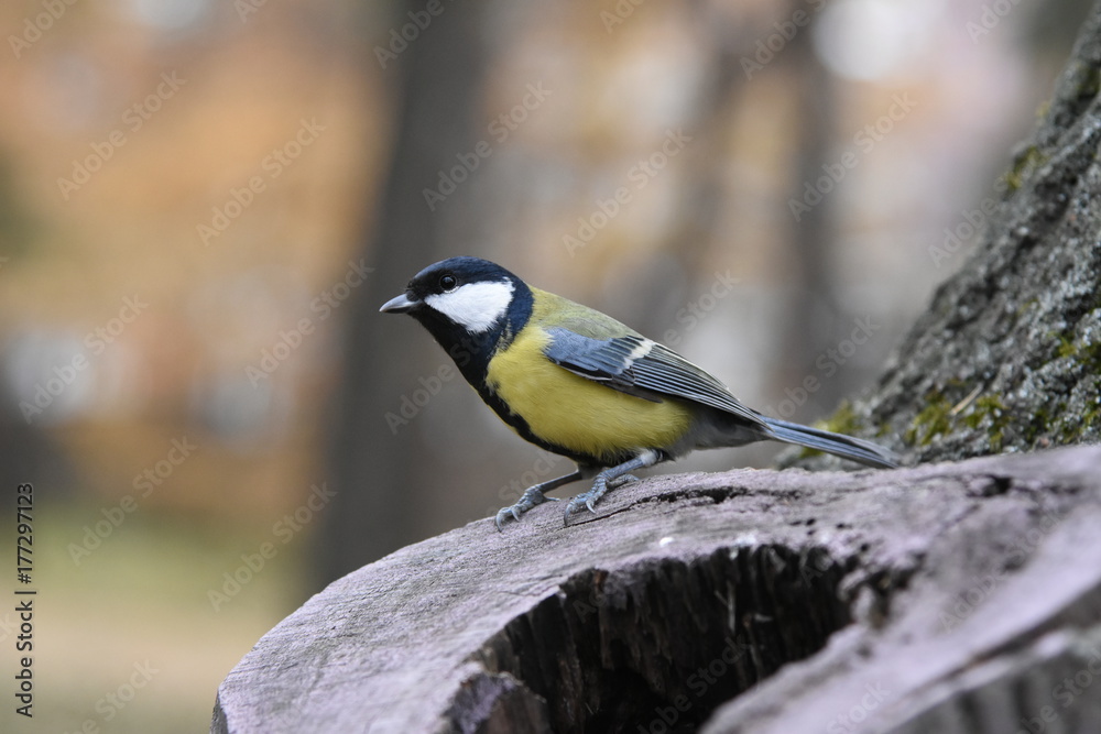 Fototapeta premium Titmouse on a tree