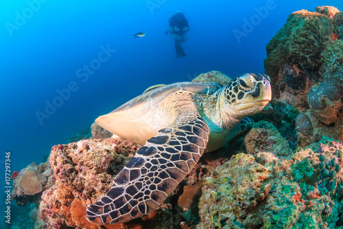 Large sea turtle on a coral reef with background SCUBA diver