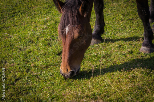 a grazing horse on the pasturage