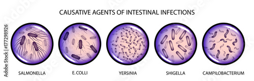 the causative agents of intestinal infections photo