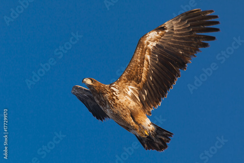 A white tailed eagle glides through the air against a background of blue sky.