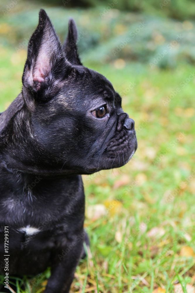 black French bulldog puppy