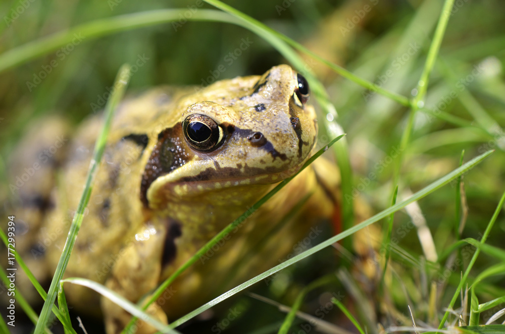 Macro view to the head of a marsh frog (Pelophylax ridibundus) Macro view to the head of a marsh frog (Pelophylax ridibundus)