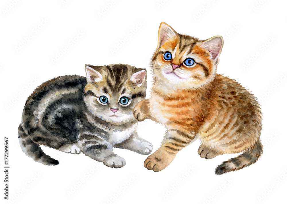 Cute British kittens isolated on white background. Watercolor Illustration. Template. Clipart