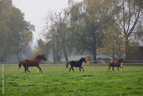 mare with foals runs past the pasture in a misty morning, running herd of horses in autumnal landscape 