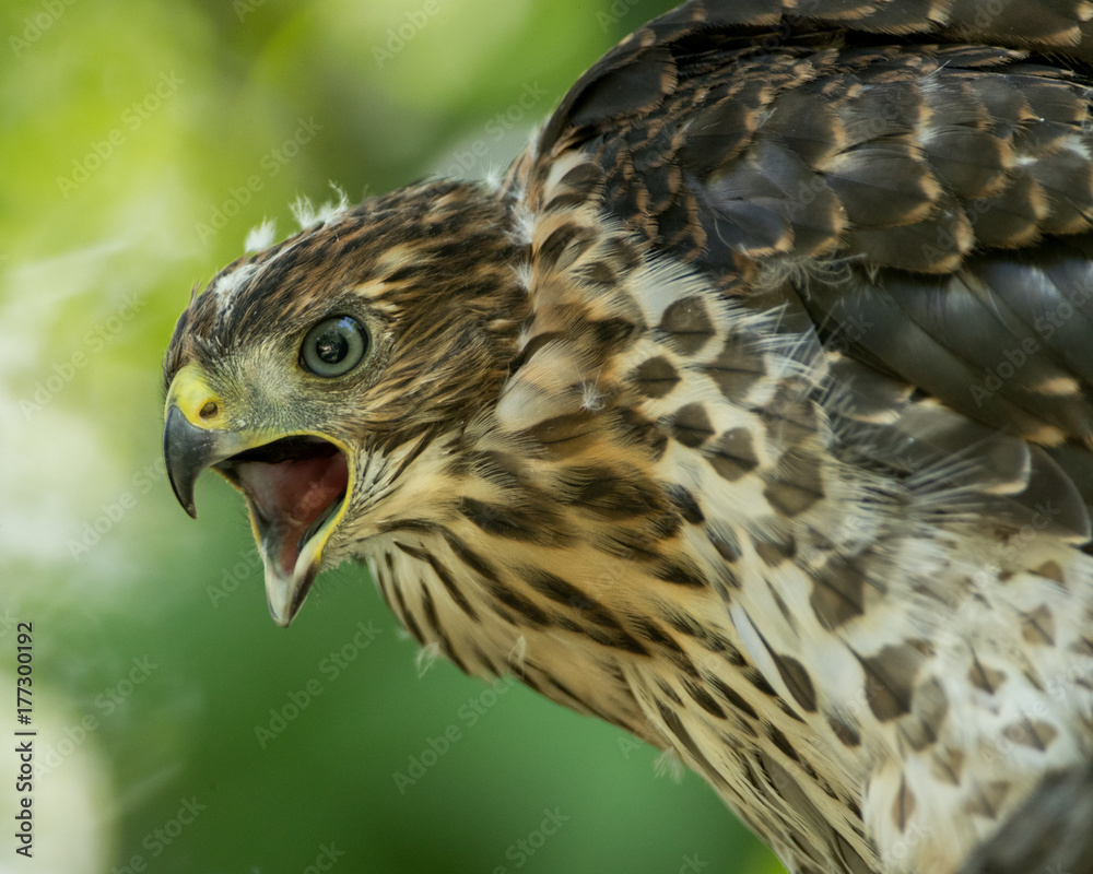 Obraz premium Coopers Hawk Closeup