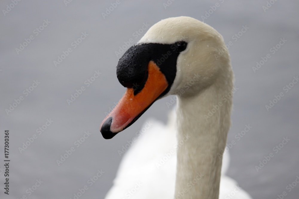 Obraz premium The Swan