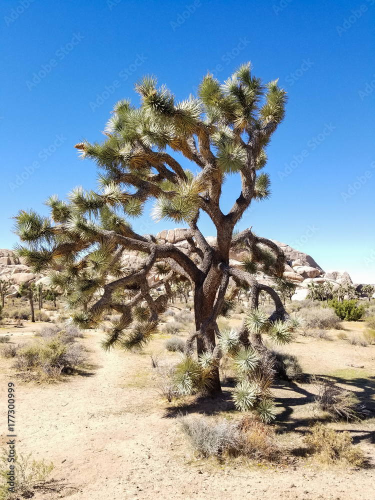 Joshua Tree