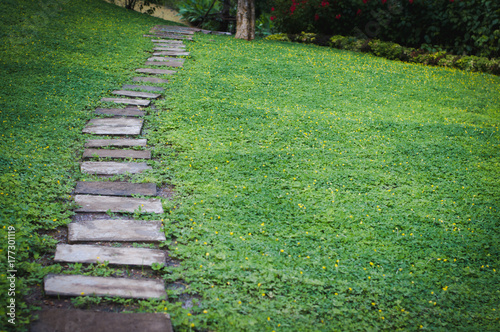 rock path,Pathway through Arachis pintoi ,Pinto peanut