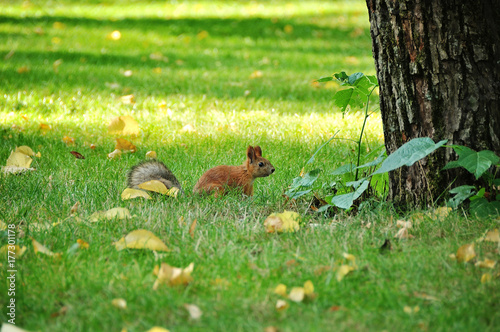 squirrel in forest © alena0509