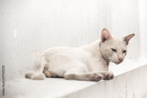 A white cat.