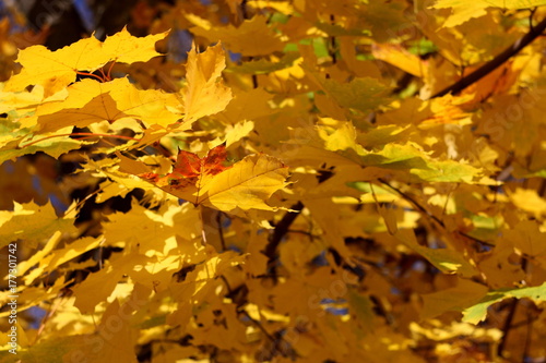 Picturesque yellow pattern of autumn maple leaves close up