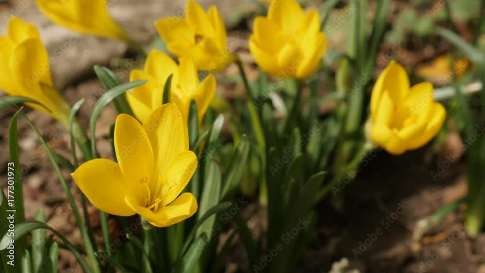 Sternbergia lutea yellow autumn daffodil - Lily-of-the-field plant shallow Sternbergia lutea yellow autumn daffodil - Lily-of-the-field plant shallow