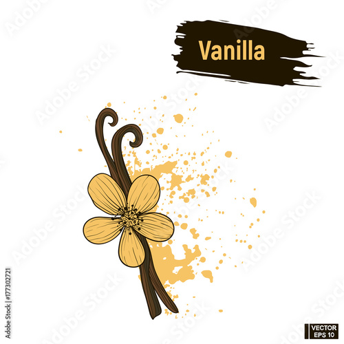 Colored image vanilla sketch