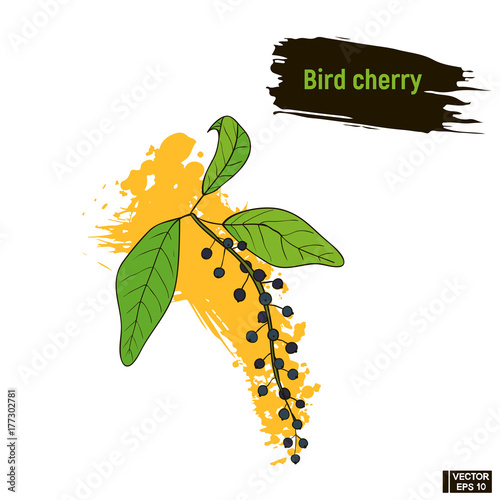 Colored berry, bird cherry sketch.