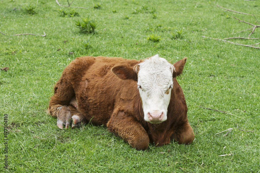 Cow in Pasture