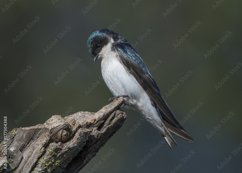 Fototapeta premium Tree Swallow