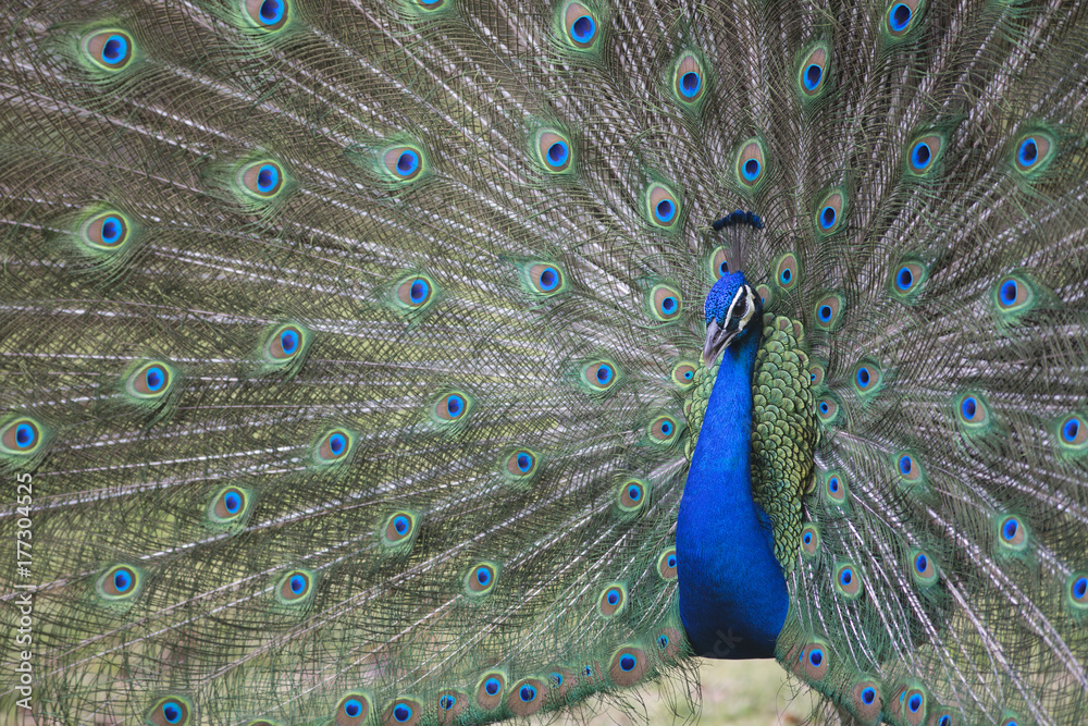 Fototapeta premium Sexual selection display in bird peacock