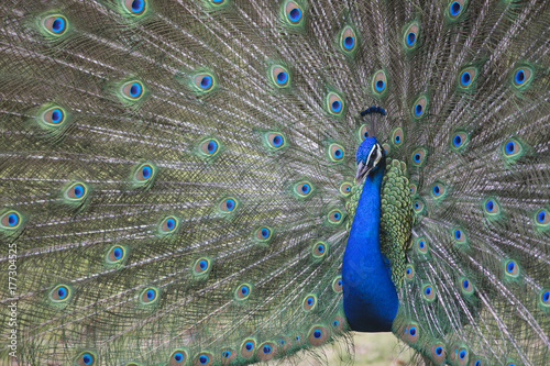 Sexual selection display in bird peacock
