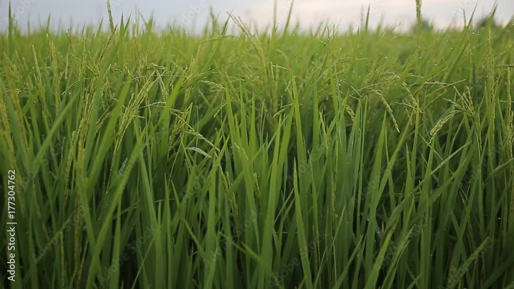 Green field with rice stalks swaying in the wind, hd video Green field with rice stalks swaying in the wind, hd video